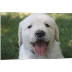 WallClassics - Vlag - Hoofd van Golden Retriever Puppy - 75x50 cm Foto op Polyester Vlag