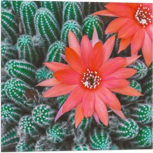 WallClassics - Vlag - Rode Bloemen op Cactusjes - 50x50 cm Foto op Polyester Vlag