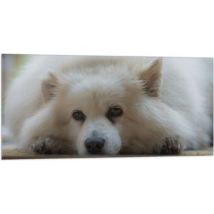 WallClassics - Vlag - Liggende Amerikaanse Eskimo Hond - 100x50 cm Foto op Polyester Vlag