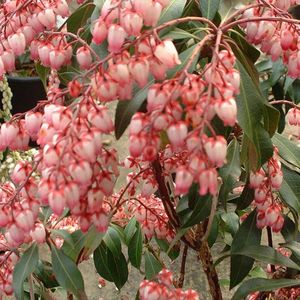 Rotsheide - Pieris japonica ‘Katsura’® - 20-30 cm