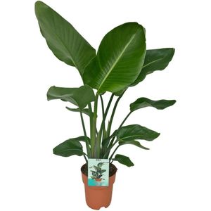 Strelitzia Nicola-80cm -Ø19 Groene Kamerplant -Sierplantenshop
