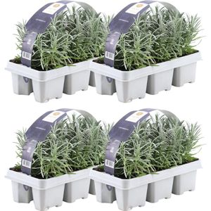 Lavendel, 24 Stuks, Kleur Paars, Struik, Heester, Meditteriaans, 6 pack Lavendel angustifolia - 6 x Ø7 cm - 15 cm