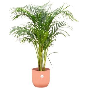 Combi Deal - Areca Palm Inclusief Elho Vibes Fold Round Roze Ø30 - 140 Cm