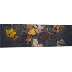 WallClassics - Vlag - Herfstbladeren in het Zand - 150x50 cm Foto op Polyester Vlag