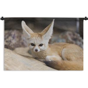 Wandkleed Fennek - Fennek vos ligt op de grond en kijkt recht in de camera Wandkleed katoen 150x100 cm - Wandtapijt met foto
