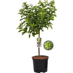 Pluimhortensia Little Lime - Hydrangea Paniculata - Totale hoogte 85 cm