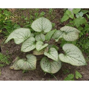 5 stuks Brunnera macrophylla Jack Frost