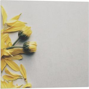 WallClassics - Vlag - Gele Bloemen met Losse Bloemblaadjes op Witte Achtergrond - 50x50 cm Foto op Polyester Vlag