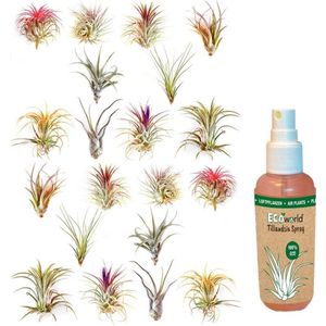 vdvelde.com - Tillandsia Luchtplantjes Mix - 20 stuks - Kamerplanten - 20 Airplants + Luchtplanten spray