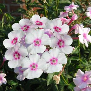 Phlox paniculata Europa - Vlambloem
