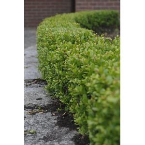 6x Ilex crenata Dark Green - Japanse Hulst in 2 liter pot met planthoogte 30-40cm