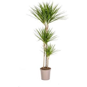 De Groene Drakenboom, Smalle, Puntige, Diep Groene Bladeren.Tropische Uitstraling, Groene Kamerplant, Dracaena Marginata Green Ø24cm - 140cm