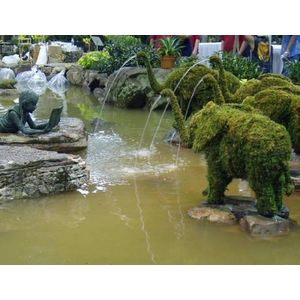 Olifant met waterslang - Mos