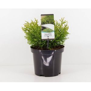 Thujopsis Dolabrata Nana - Haagplant - Groen - Natuurlijk