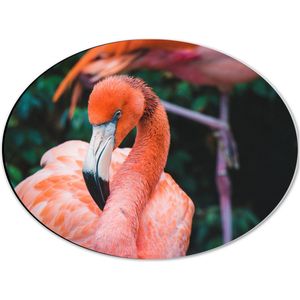 WallClassics - Dibond Ovaal - Mooie Roze Flamingo - 40x30 cm Foto op Ovaal (Met Ophangsysteem)