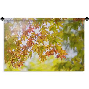Wandkleed Japanse esdoorn - Japanse esdoorn aan het begin van de herfst Wandkleed katoen 90x60 cm - Wandtapijt met foto