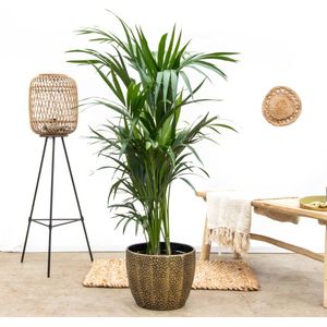 Kentia Palm - Howea Forsteriana hoogte 180cm potmaat 24cm