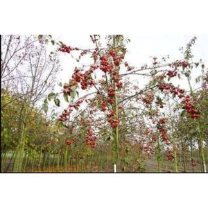 Malus hybr. 'Mokum' - Sierappel 'Mokum 12/14 cm stamomtrek - Hoogstam in pot
