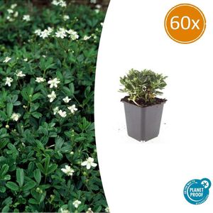 60 Potentilla buitenplanten - 10-25cm - Potentilla tridentata 'Nuuk'