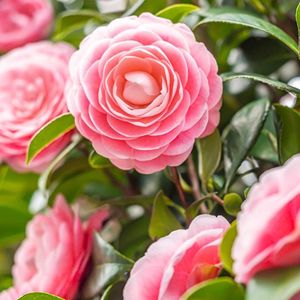 Garden Select - Set van 3 Camellia Japonica 'Roze' - Pot ⌀9cm - Hoogte  25-40cm - Tuinplant - Japanse Roos - Winterhard