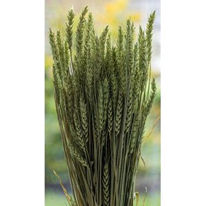 Droogbloemen - Tarwe - Triticum Aestivum - Groen | 70cm | +- 100g | Perfect voor Boeketten, Decoratie, Doopsuiker, Huwelijk & Verjaardagen | Duurzaam en Stijlvol Bloemenarrangement