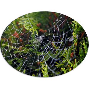WallClassics - Dibond Ovaal - Spinnenweb in de heg - 80x60 cm Foto op Ovaal (Met Ophangsysteem)