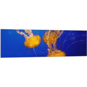 WallClassics - Vlag - Feloranje Kwallen in Donkerblauwe Oceaan - 150x50 cm Foto op Polyester Vlag
