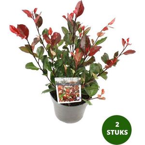 Glansmispel - Photinia struik - Little Red Robin - ca. 30cm hoog - Groenblijvende heester - potmaat Ø17cm - 2 stuks