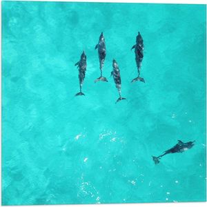 WallClassics - Vlag - Dolfijnen in Helder Blauw Water - 50x50 cm Foto op Polyester Vlag