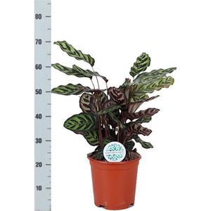 Calathea Makoyana - Pauwenplant Ø21cm 70cm - Verse Kamerplant, Direct van de Nederlandse Kweker