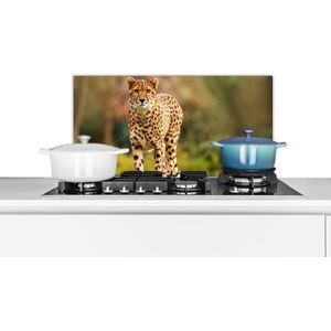 Spatscherm - Achterwand keuken - Cheetah - Gras - Dieren - Keuken decoratie - Keuken - Spatscherm keuken - 60x30 cm - Spatwand - Muurbeschermer
