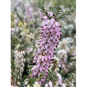 Winterheide Roze - 10 Stuks - Erica darleyensis 'J.W. Porter' - P10.5 - Plant - Tuinplant - Heide