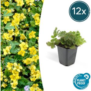 12 Suks GoudAardbei, Stralende Goudgele Bloemen, Groenblijvende Bodembedekker,Waldsteinia Ternata - 10-25cm - Ø9cm