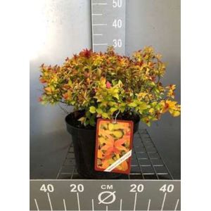 2 x Spiraea jap. 'Magic Carpet'® ('walbuma') - Spierstruik , Japanse Spirea 25- 30 cm in pot