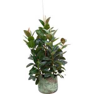 Compacte kamerplant Ficus Robusta - Vertakte Ficus binnen - ongeveer 150 cm hoog - ø38