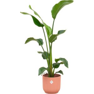 Plantenboetiek.nl | Strelitzia Nicolai inclusief elho Vibes Fold Round roze - Ø22cm - 90-100cm hoog - Kamerplant - Arrangement - Plant met pot