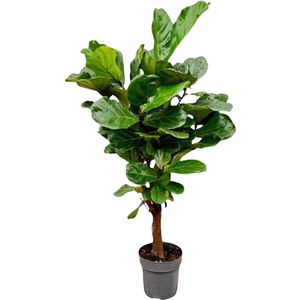 Vertakte variant van de kamerplant Ficus Lyrata, 1.5 meter hoog, ø24