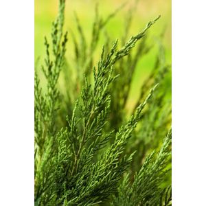 Plants Online - Haagplanten - Coniferen - Tuinplanten - Sier coniferen - Set van 3 - Juniperus pfitzeriana 'Gold Coast' - 3 liter pot - Plant 30-40 cm