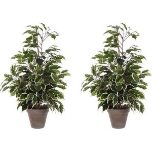Mica Decorations Kunstplant Ficus - 2x - groen/wit - 65 cm - binnen - kunstplanten/nepplanten/binnenplanten