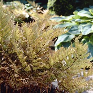 Rode sluiervaren - Dryopteris erythrosora | 1 stuk | Schaduwplant | tuinplant schaduw | 11x11 cm Kwekerspot
