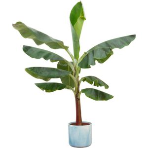 Bananenplant (Musa) inclusief Ocean Round atlantisch blauw - Potmaat 22cm - Hoogte 120cm