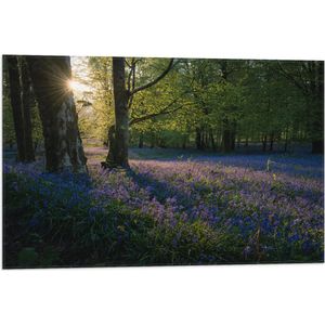 WallClassics - Vlag - Zonnetje Schijnend op Lavendel  - 75x50 cm Foto op Polyester Vlag