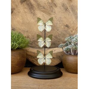 Stolp met 3 echte Charaxes Eupale vlinders