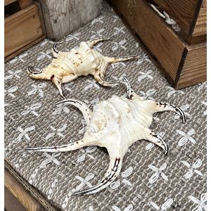 Grote decoratieve schelp - Lambis schelp - Decoratie - Beach - Ibiza - 25 cm - 100% natuurlijk - Kiek en Boor