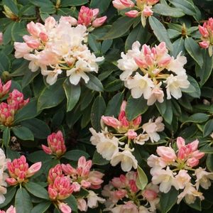 Rhododendron 'Golden Torch' 25-30 cm