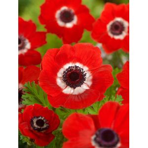 200x Anemoon 'Hollandia coronaria' - BULBi® Bloembollen met bloeigarantie