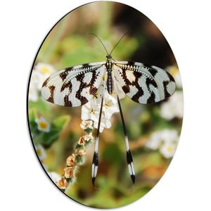 WallClassics - Dibond Ovaal - Vlinder met Zwart-witte Vleugels en Lange Sprieten - 30x40 cm Foto op Ovaal (Met Ophangsysteem)