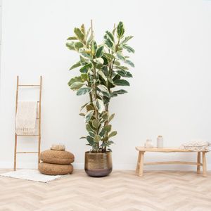 Ficus Elastica Tineke struik - 225cm