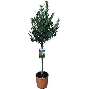 Fruitboom – Olijf boom (Olea Europaea) – Hoogte: 120 cm – van Botanicly