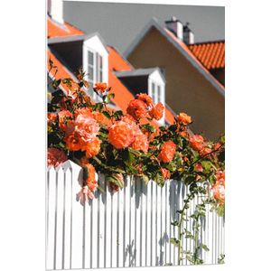 WallClassics - PVC Schuimplaat- Witte Schutting met Roze Tuinrozen - 70x105 cm Foto op PVC Schuimplaat